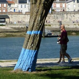 Arbres bleus
